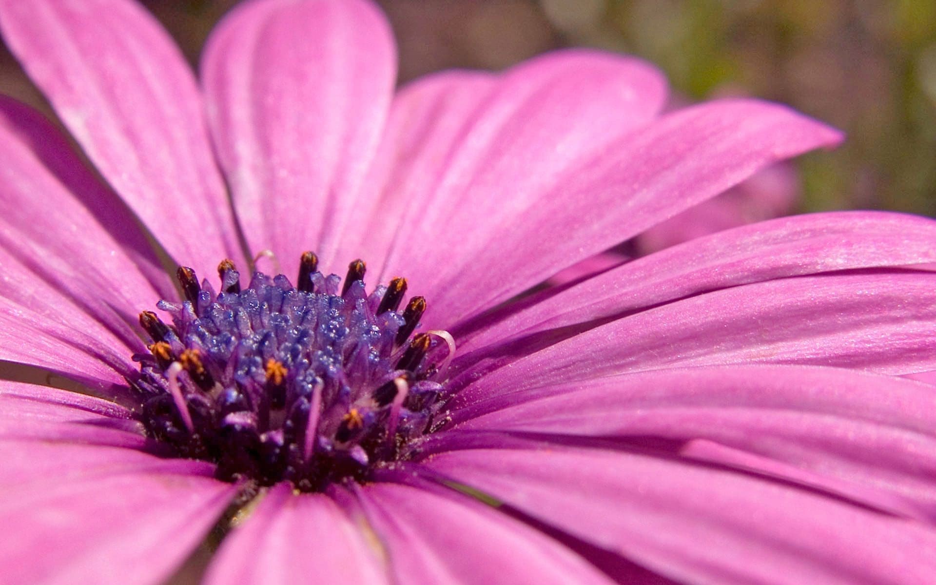 MSwanson - Wide - Flower 14
